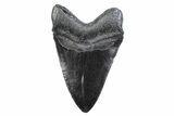 Fossil Megalodon Tooth - South Carolina #378084-1